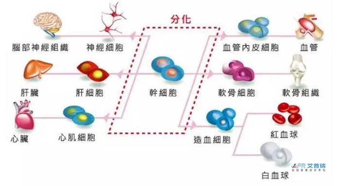 干细胞实验室布局怎么设计？